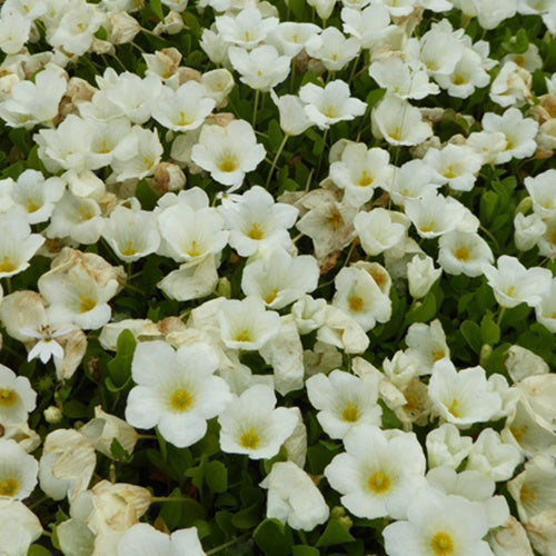 Kriechende Weißbecher - Bakker