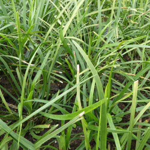 Japanische Maiglöckchen - Ophiopogon japonicus - Gartenpflanzen