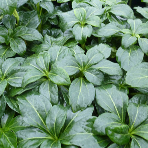 Pachysander Green Sheen (x3) - Pachysandra terminalis green sheen - Gartenpflanzen