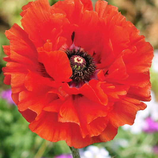 Orientalischer Mohn Eyecatcher - Bakker
