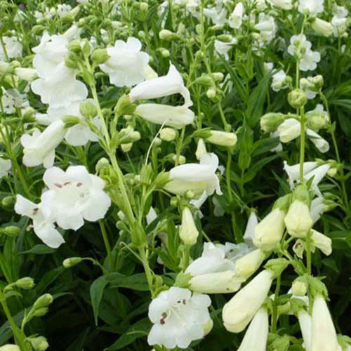 Galane Weiß Bedder - Penstemon white bedder - Gartenpflanzen