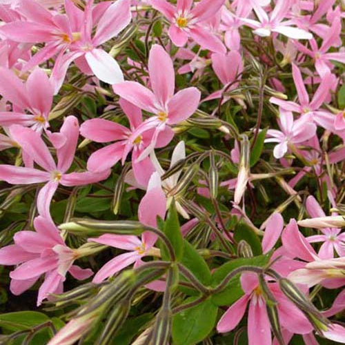 Phlox angehoben Wagon Wheel - Bakker