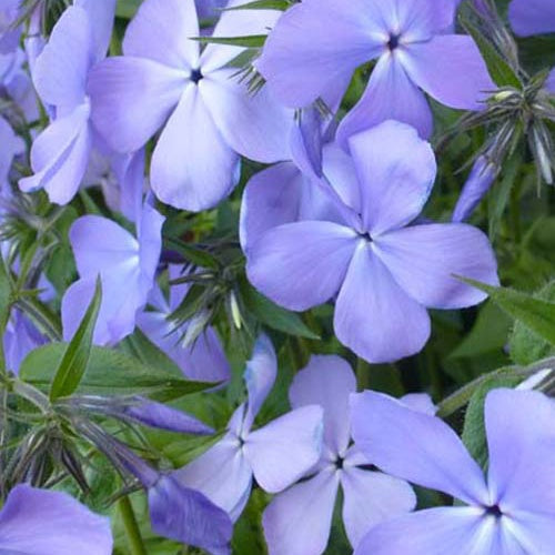 Phlox divariqué Blue Moon - Bakker