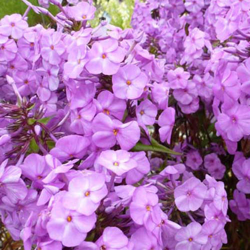 Gefleckter Phlox Rosalinde - Phlox rosalinde - Gartenpflanzen