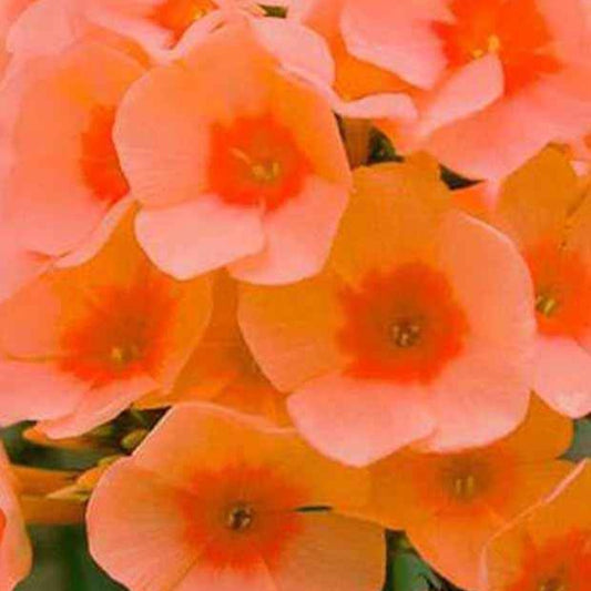 Flammenblume Orange Perfection - Phlox paniculata orange perfection - Gartenpflanzen