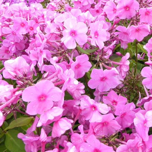 Phlox paniculatus Pink Eye Flame - Bakker