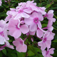 Phlox paniculatus Rosa Pastell - Phlox rosa pastell - Gartenpflanzen