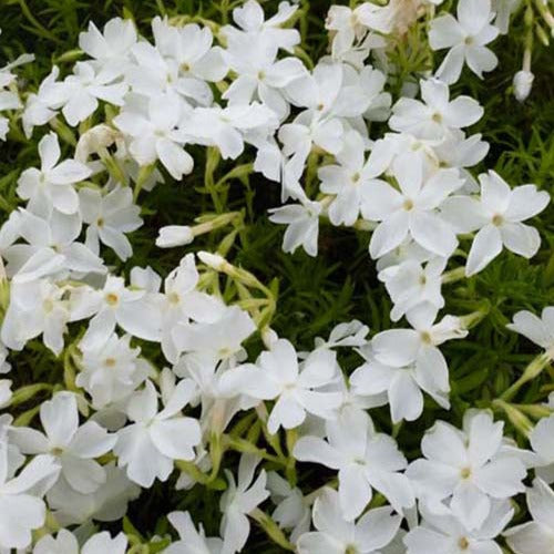 Phlox Moos White Delight (x3) - Phlox subulata white delight - Gartenpflanzen
