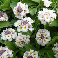 Teppich Verbene Phyla (x3) - Phyla nodiflora - Gartenpflanzen