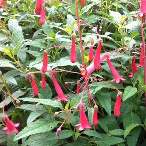 Kap-Fuschia African Queen - Phygelius rectus african queen - Gartenpflanzen