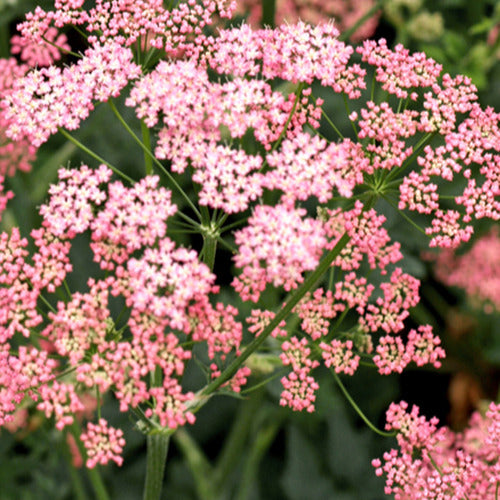 Großer Bock mit rosa Blüten - Pimpinella major rosea - Gartenpflanzen