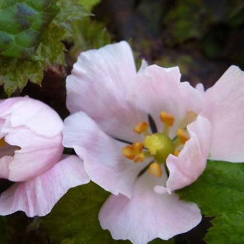 Maiapfel - Podophyllum hexandrum - Gartenpflanzen