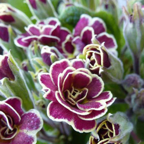 Primel Elizabeth Killelay - Primula elizabeth killelay - Gartenpflanzen