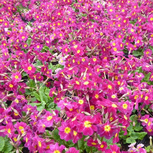 Kaukasische Teppichprimel Ideaal (x3) - Bakker