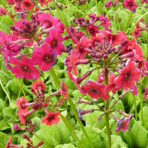 Japanische Primel Millers Crimson (x3) - Primula japonica millers crimson - Gartenpflanzen