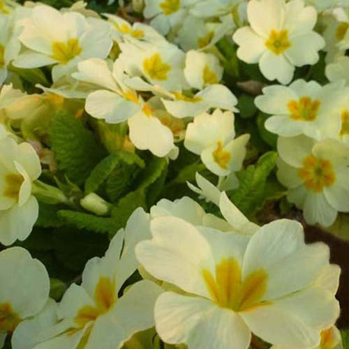 Gartenprimel - Primula vulgaris - Gartenpflanzen