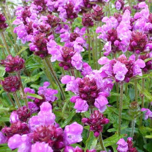 Großblütige Schlehe Altenberg Rosa - Prunella grandiflora altenberg rosa - Gartenpflanzen