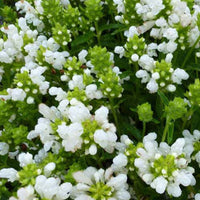 Großblütige Brunelle White Loveliness (x3) - Prunella grandiflora white loveliness - Gartenpflanzen
