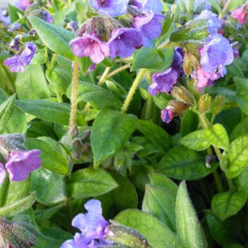 Azurea-Lungenkraut - Pulmonaria angustifolia azurea - Gartenpflanzen