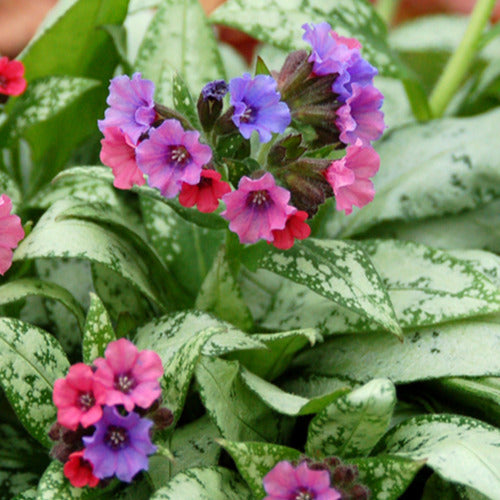 Lungenkraut Silver Bouquet - Pulmonaria silver bouquet - Gartenpflanzen