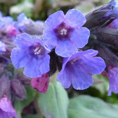 Offizielles Lungenkraut - Pulmonaria officinalis - Gartenpflanzen