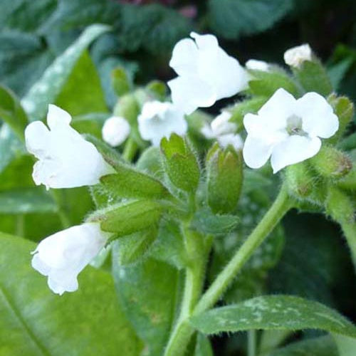 Kleingeflecktes Lungenkraut Sissinghurst White