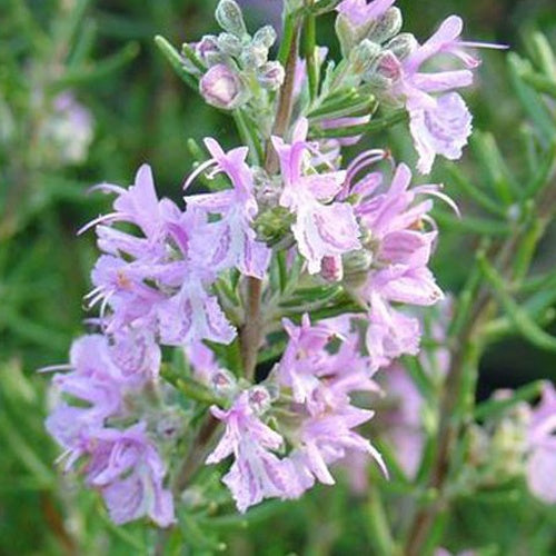 Rosmarin Majorca Pink - Rosmarinus officinalis majorca pink - Terrasse balkon