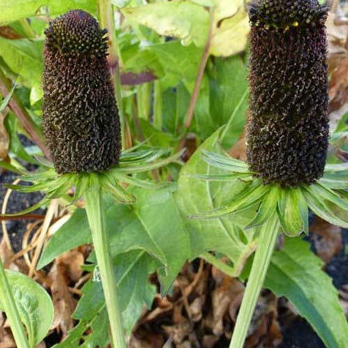 Westliche Rudbeckias Green Wizard (x3) - Rudbeckia occidentalis green wizard - Gartenpflanzen