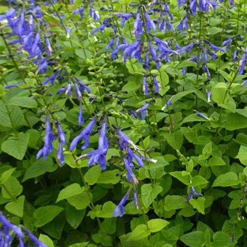 Salbei Blue Enigma - Salvia guaranitica blue enigma - Gartenpflanzen