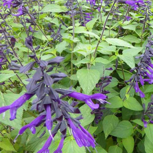 Amistad Hybrid-Salbei - Salvia amistad - Gartenpflanzen