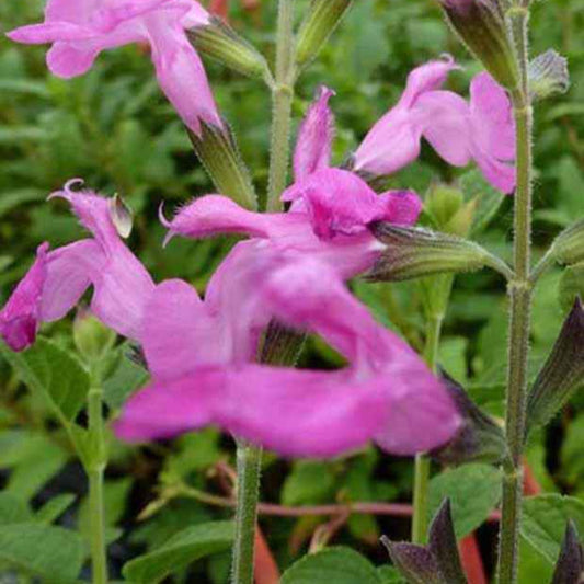 Salbei Pink Beauty - Salvia microphylla pink beauty - Gartenpflanzen