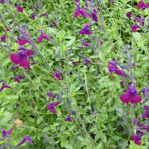 Salbei Nachtfalter - Salvia nachtvlinder - Gartenpflanzen