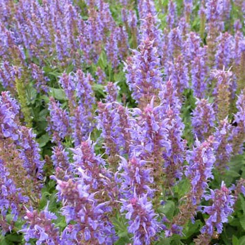 Waldsalbei Blauhügel - Salvia nemorosa blauhügel - Gartenpflanzen