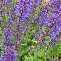 Wald-Salbei Viola Klose - Salvia nemorosa viola klose - Gartenpflanzen