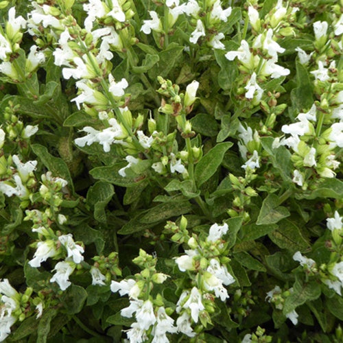 Weißblütiger Echter Salbei - Salvia officinalis albiflora - Gartenpflanzen
