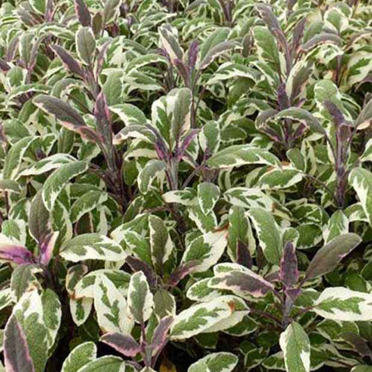 Dreifarbiger Garten-Salbei - Salvia officinalis tricolor - Gartenpflanzen