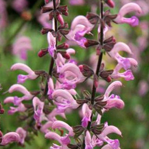 Wiesensalbei Rose Rhapsody - Salvia pratensis rose rhapsody ( ballet series ) - Gartenpflanzen