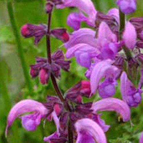 Wiesensalbei Sweet Esmeralda - Salvia pratensis sweet esmeralda ( ballet series ) - Gartenpflanzen