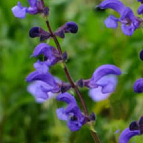 Wiesensalbei Twilight Serenade