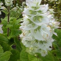 Muskatellersalbei Vatican White - Salvia sclarea vatican white - Gartenpflanzen