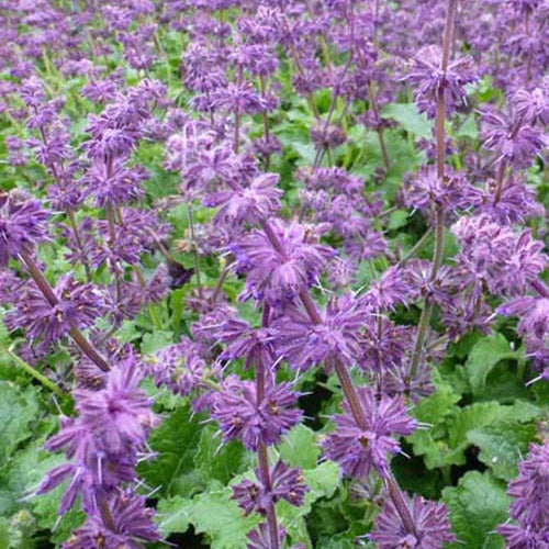 Aufrechte Salbei Purple Rain - Salvia verticillata purple rain - Gartenpflanzen