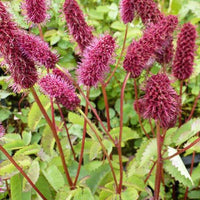 Rötlicher Wiesenknopf Alaska-Pimpinelle - Sanguisorba menziesii - Gartenpflanzen