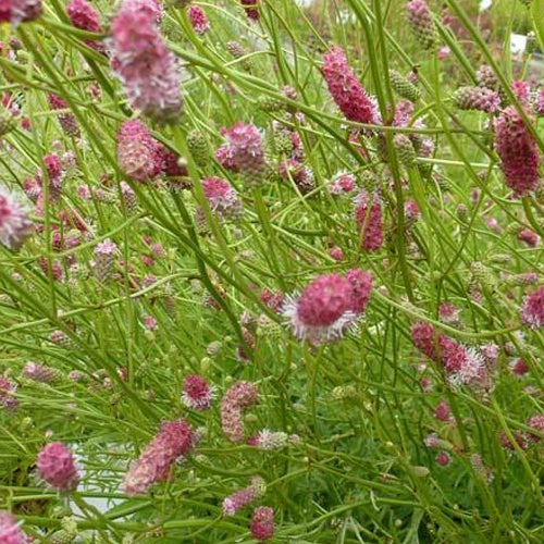Hoher Wiesenknopf Pink Elephant - Bakker