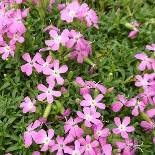 Seifenkraut Max Frei - Saponaria lempergii 'max frei' - Gartenpflanzen