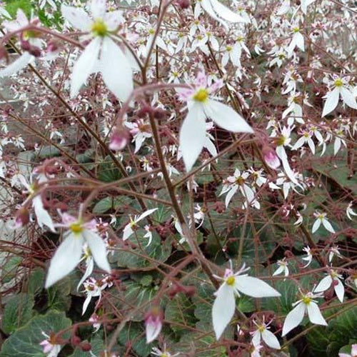 Ausläuferbildender Steinbrech Cuscutiformis - Saxifraga stolonifera cuscutiformis - Gartenpflanzen