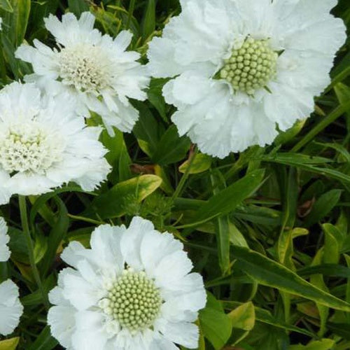 Kaukasische Skabiose Alba (x3) - Scabiosa caucasica alba - Gartenpflanzen