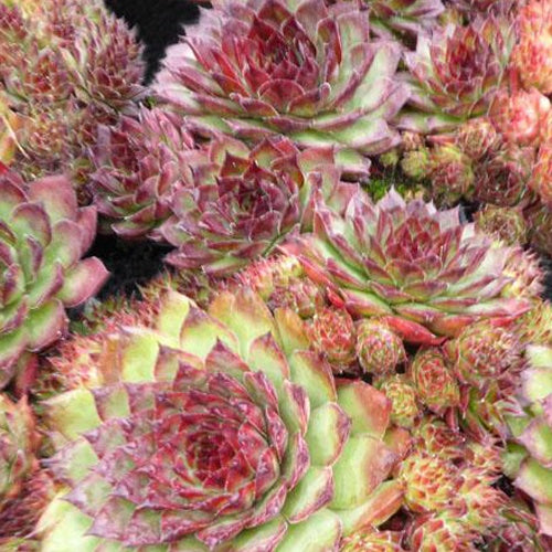 Dark Beauty-Joubarb (x3) - Sempervivum dark beauty - Gartenpflanzen