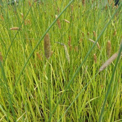 Fuchsschwanzgras - Alopecurus pratensis aureovariegatus - Gartenpflanzen