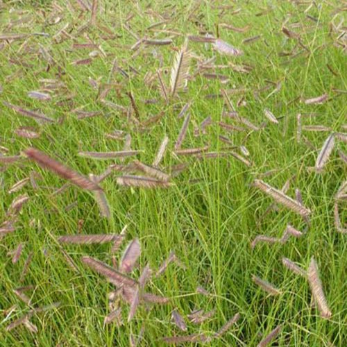 Graziöse Boutelous (x3) - Bouteloua gracilis - Gartenpflanzen