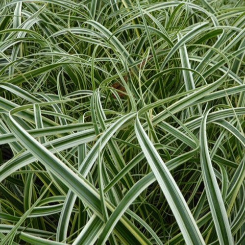 Segge Feather Falls - Carex feather falls - Gartenpflanzen